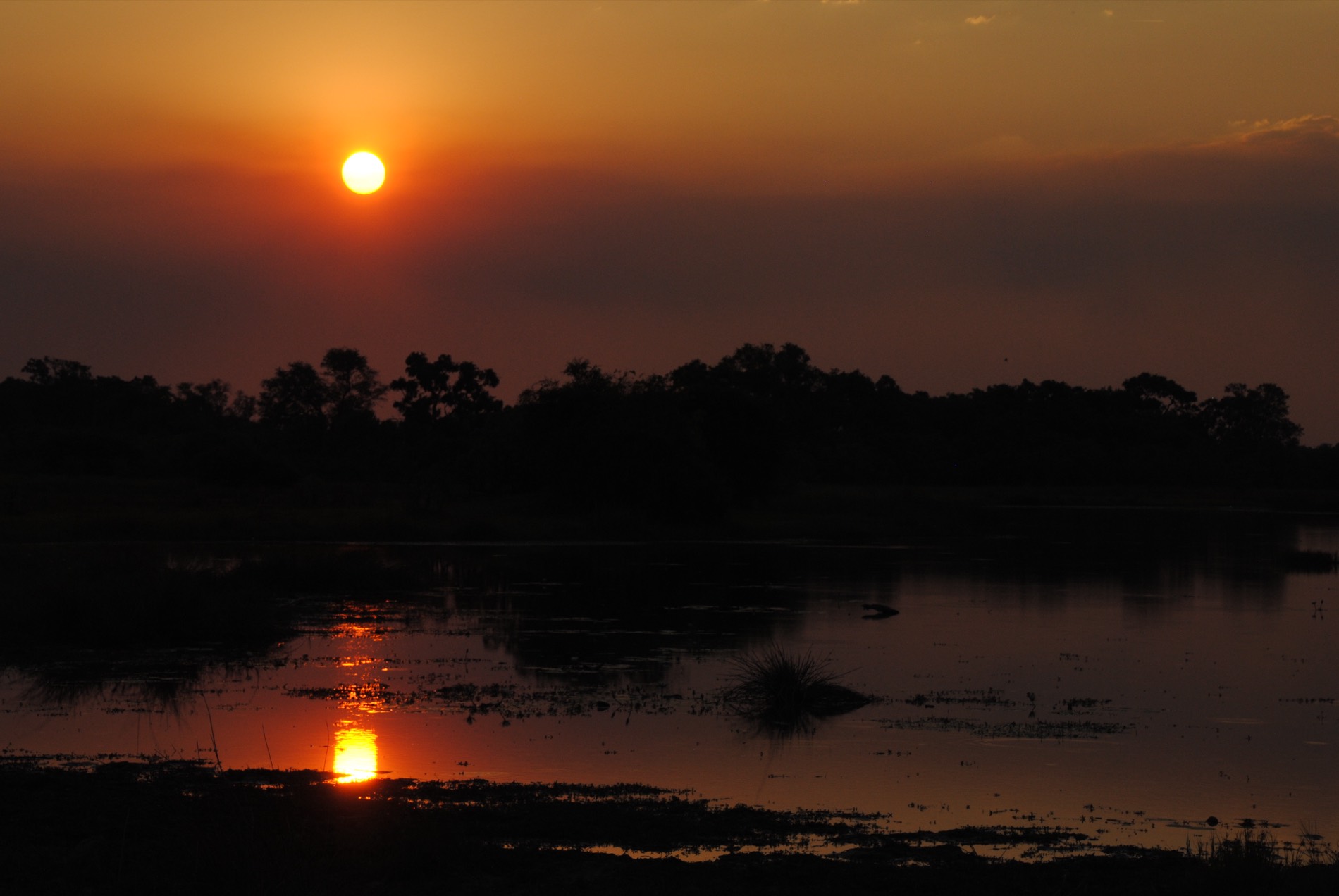 Flying to Moremi: Maun flights and Delta airstrips (2026)