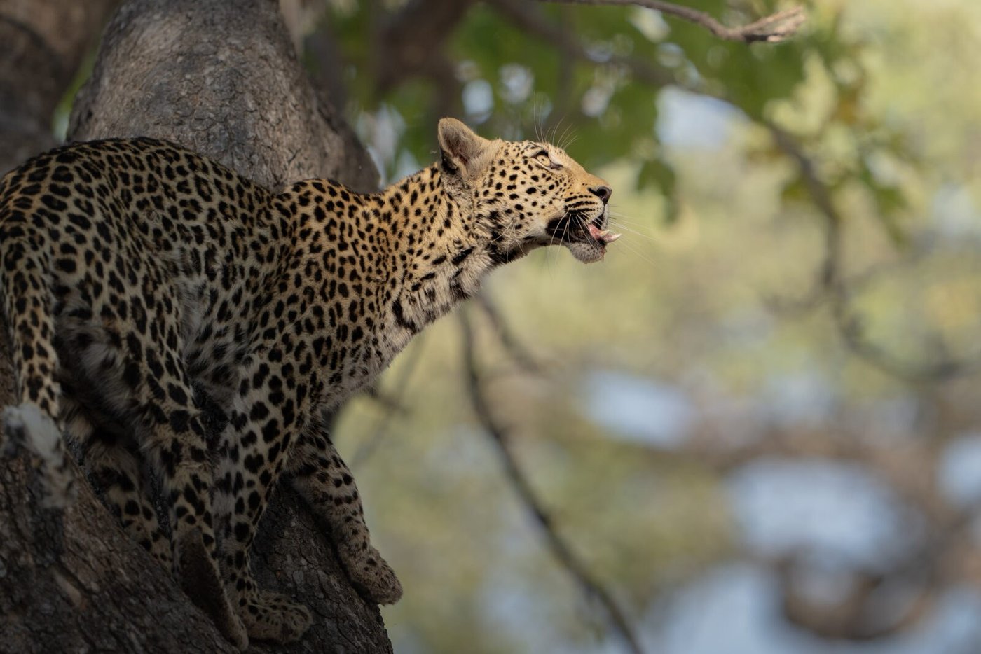 A leopard climbing a tree trunk, seen on a game drive from Camp Moremi