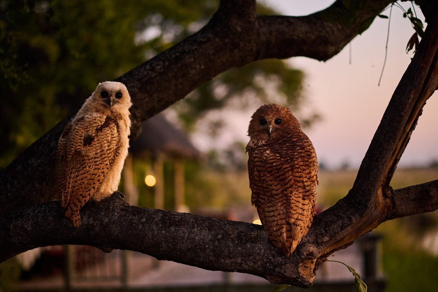 An adult and a young Pel's fishing owl perched in a tree at Camp Xakanaxa