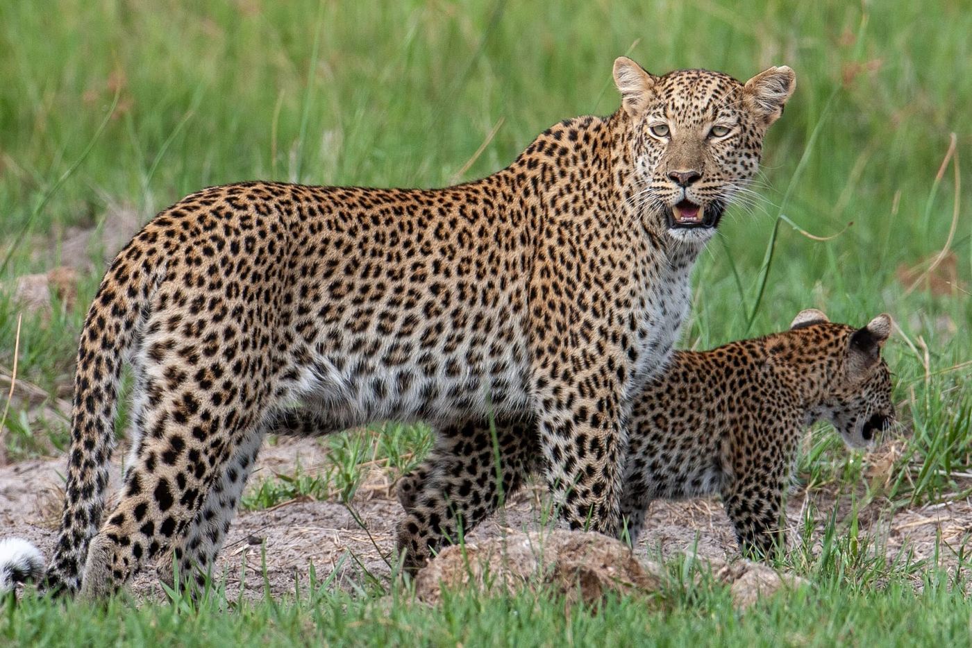 A female leopard and her cub pause in green grass in the Chitabe Camp concession