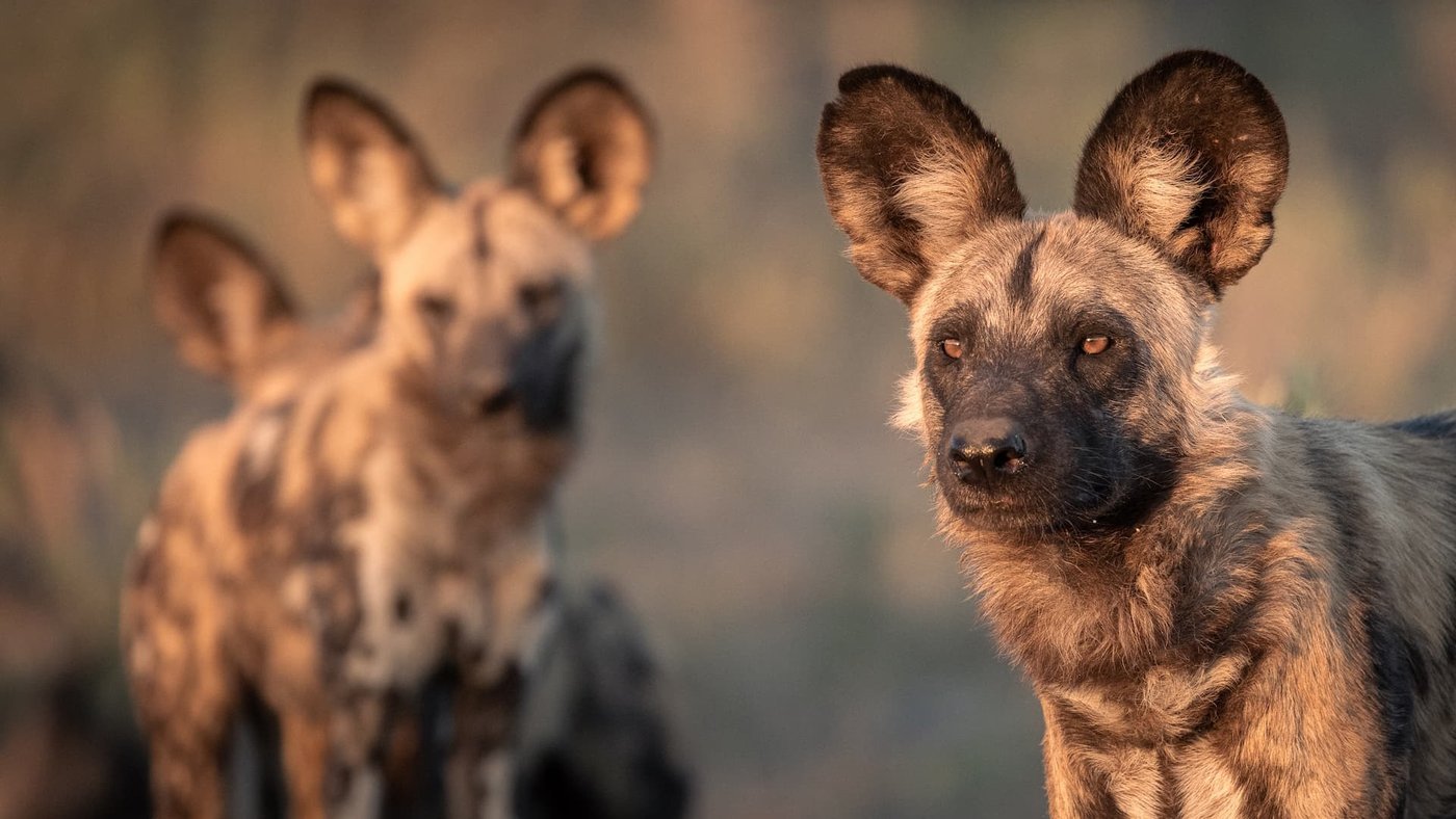 Two African wild dogs, ears up, photographed on a drive from Chitabe Camp