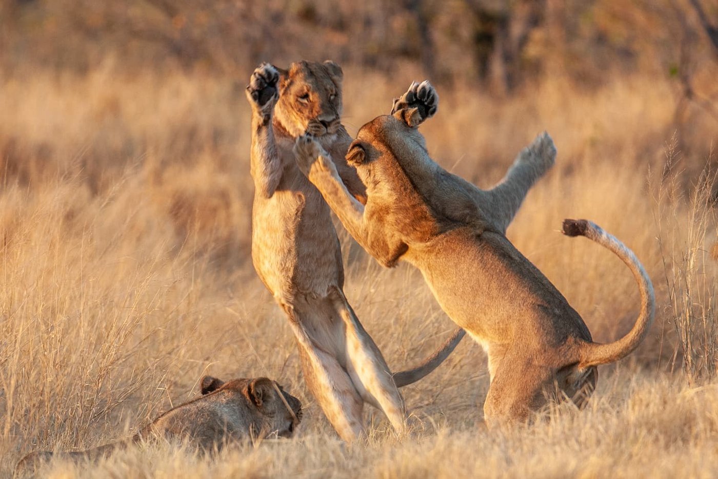 Young lions play-fighting in dry grass on a game drive near Chitabe Camp