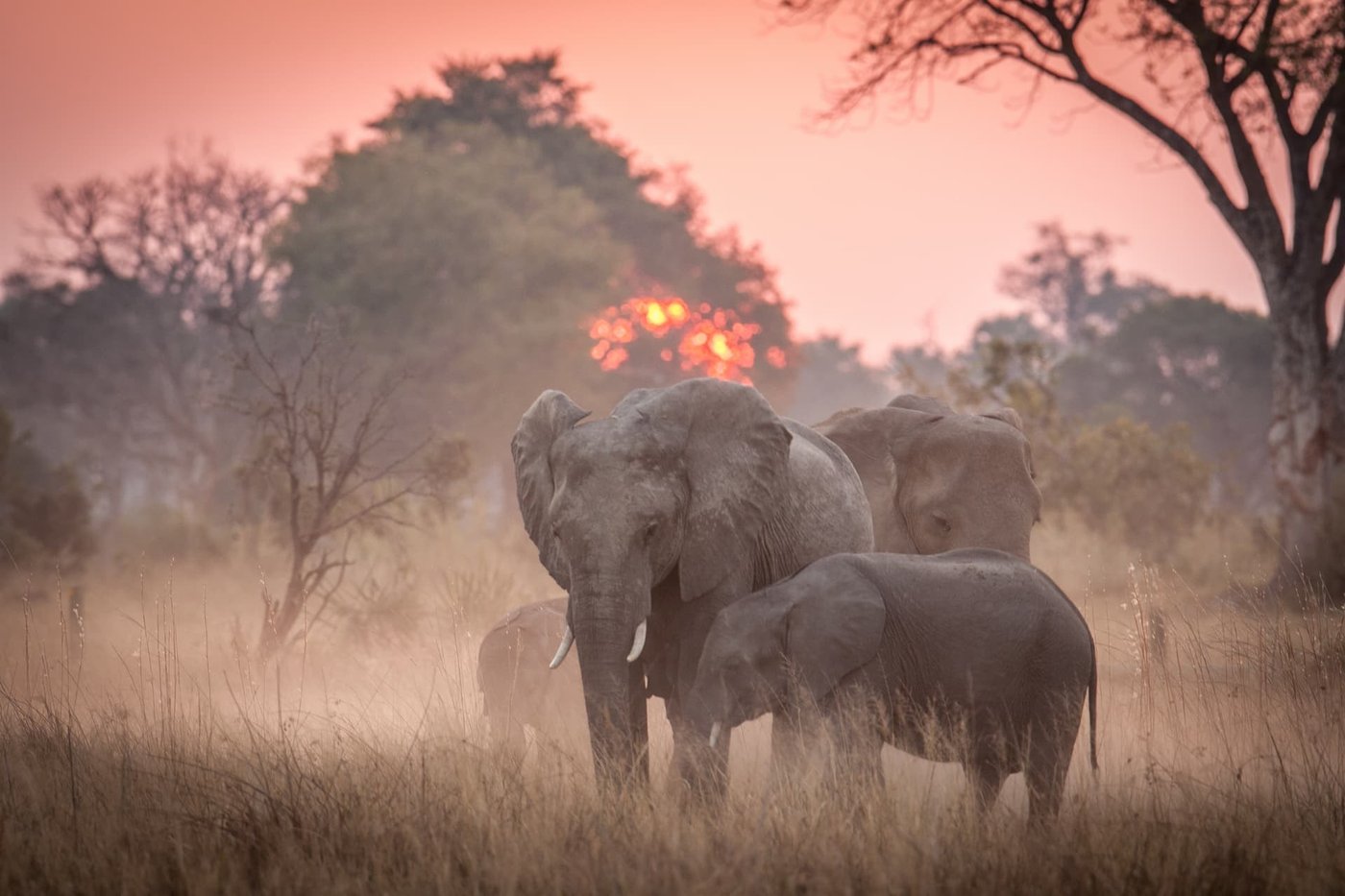 Elephants raise dust at sunset in the woodland around Chitabe Camp