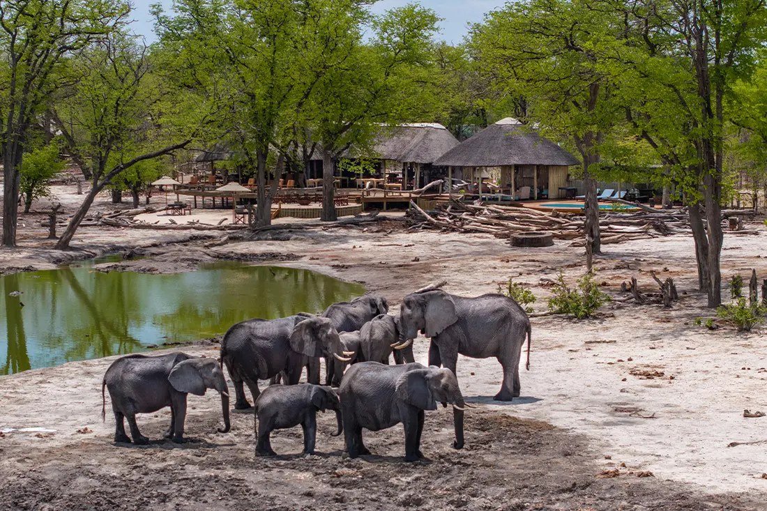 A breeding herd of elephants at the waterhole in front of Elephant Pan