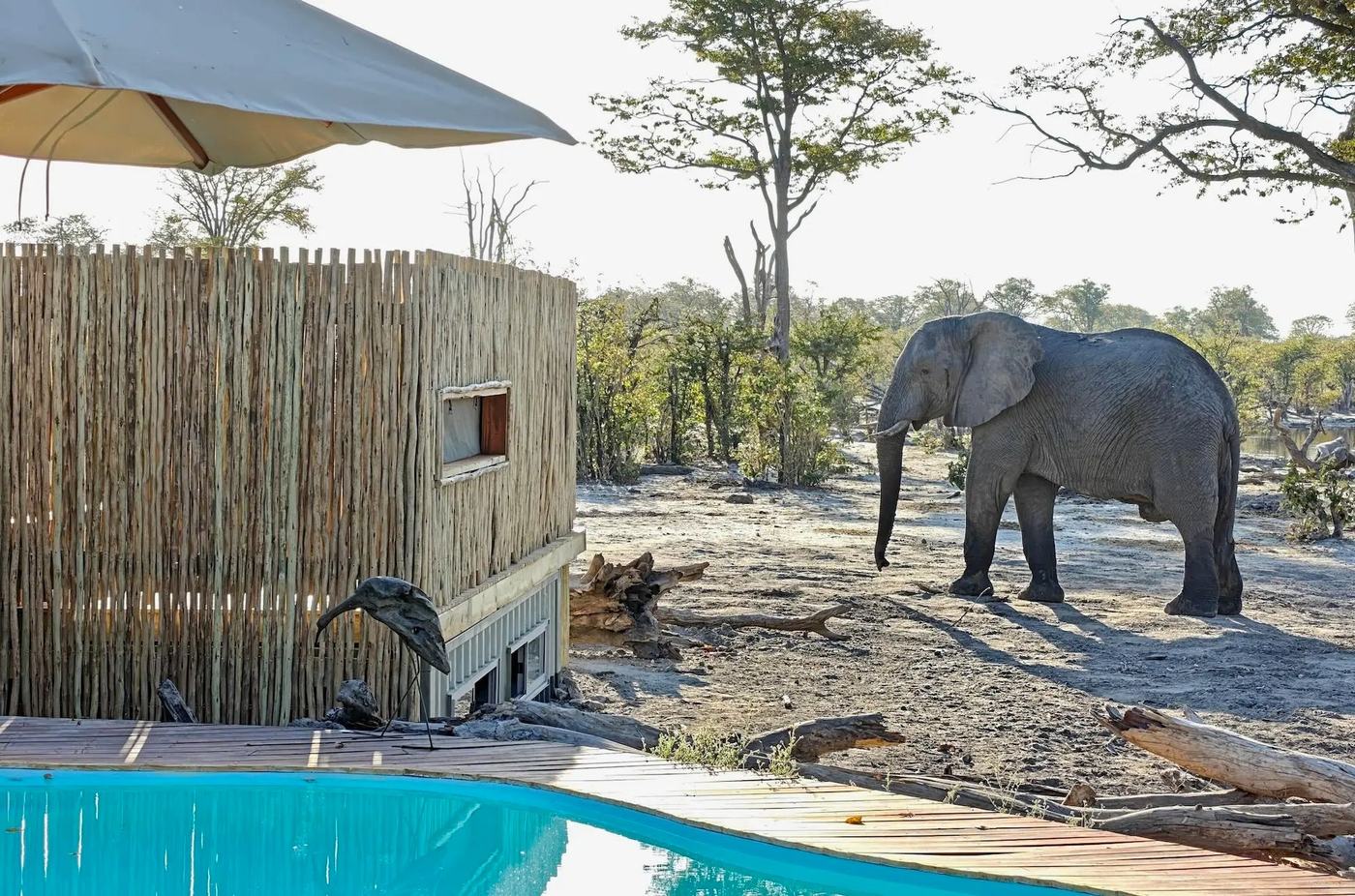 The reed-screened photographic hide beside the pool at Elephant Pan, with a bull elephant close by