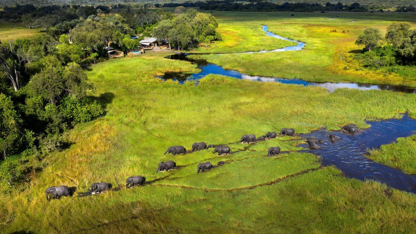 A line of elephants wades across the floodplain beside Khwai Leadwood