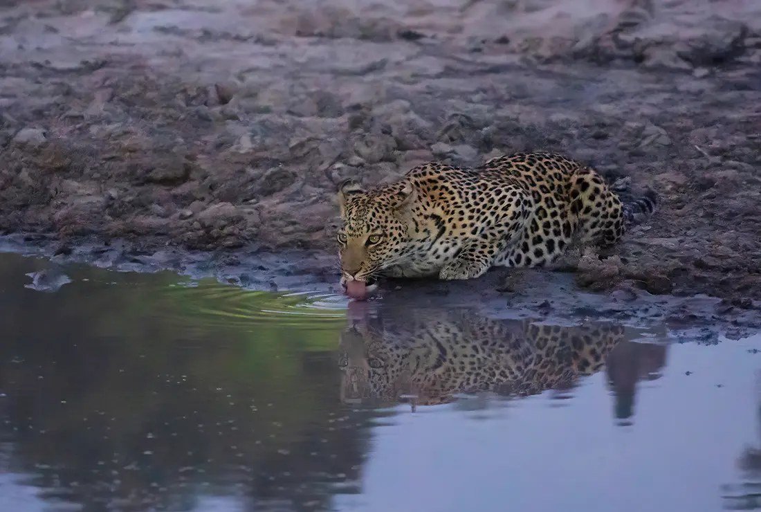 A leopard drinking at a pool at twilight in the reserve around Little Sable