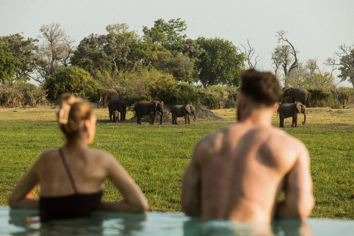 Guests in the pool watch a family of elephants graze beside Mombo Camp