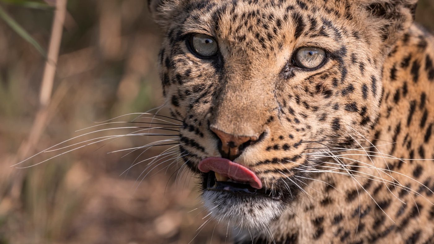 Close-up of a leopard's amber eyes on a game drive from Mombo Camp