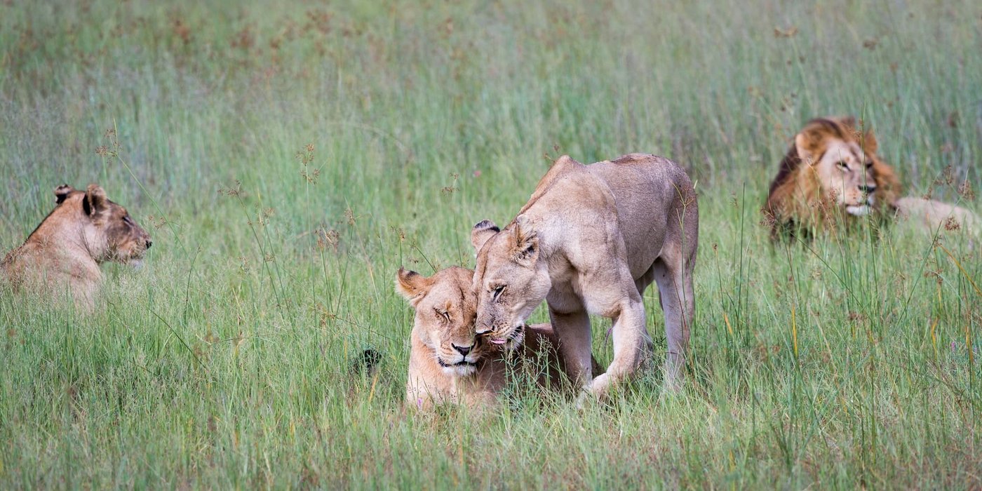 A lion pride resting and alert in the grass near Mombo Camp