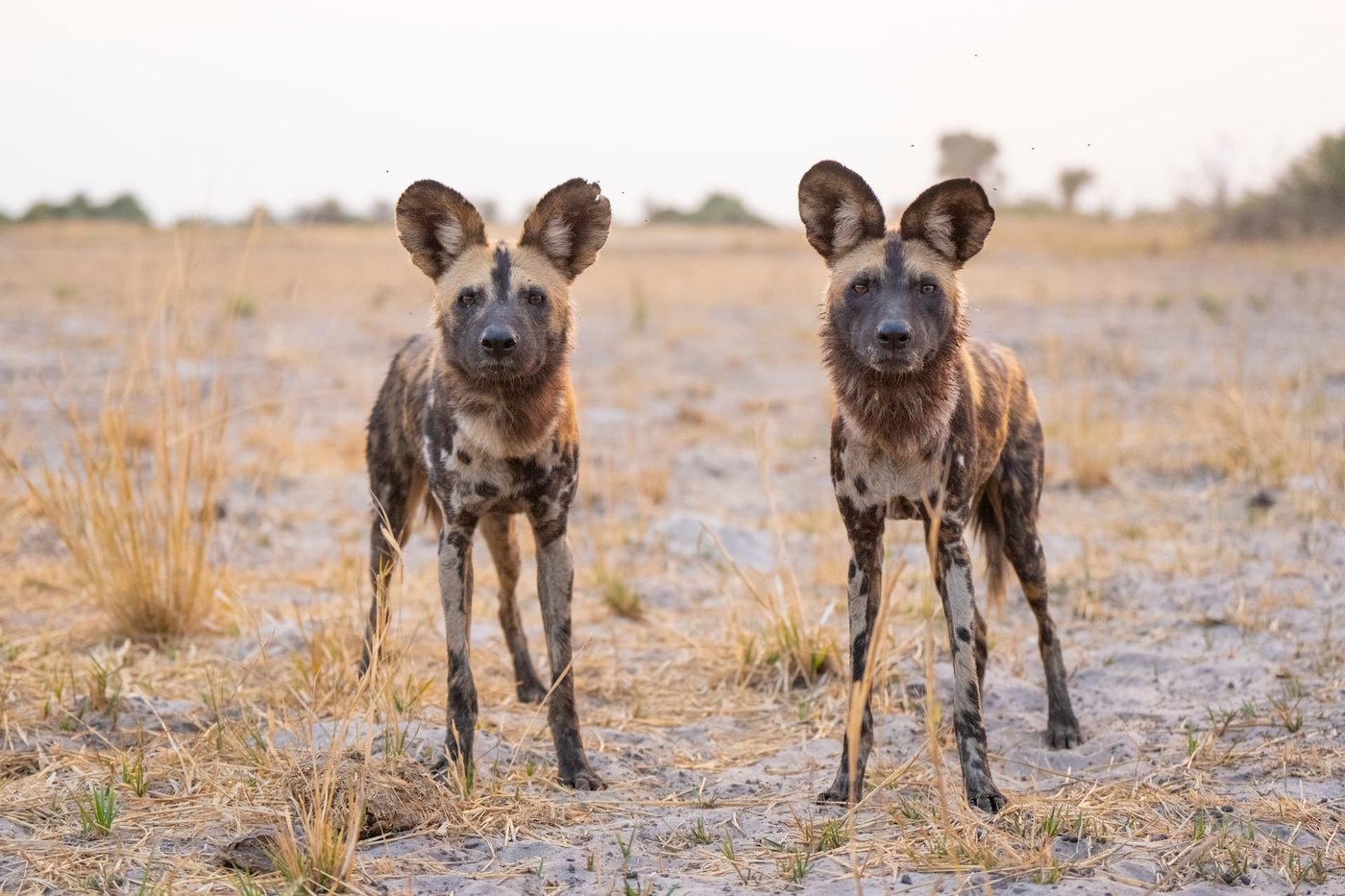 Two wild dogs with ears raised on the plains near Mombo Camp