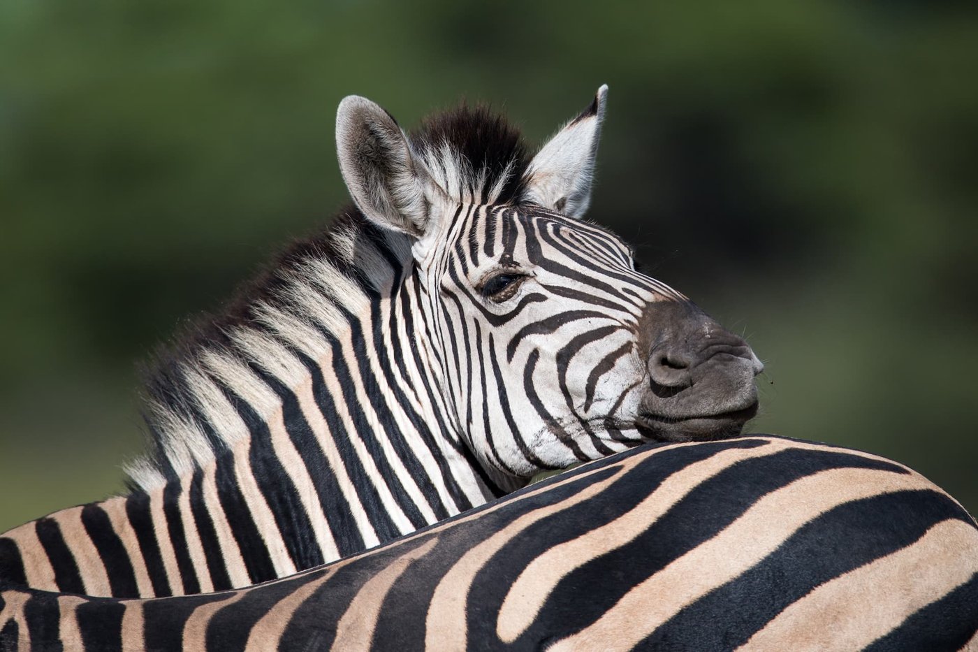 A zebra's striped neck and mane in soft light near Mombo Camp