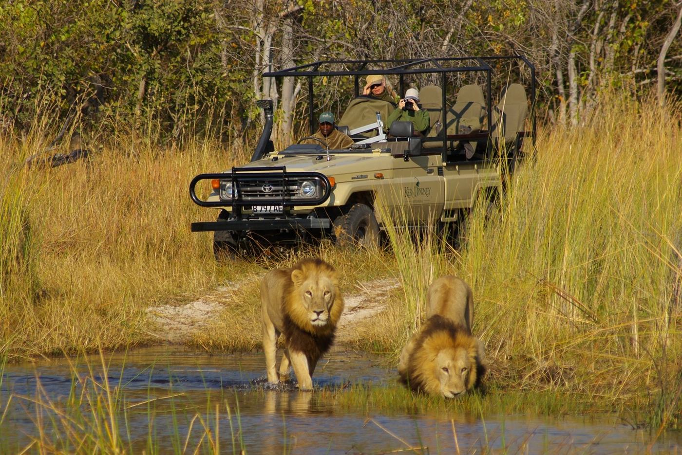 Three lions cross a waterhole watched from a safari vehicle near Okuti in Moremi.