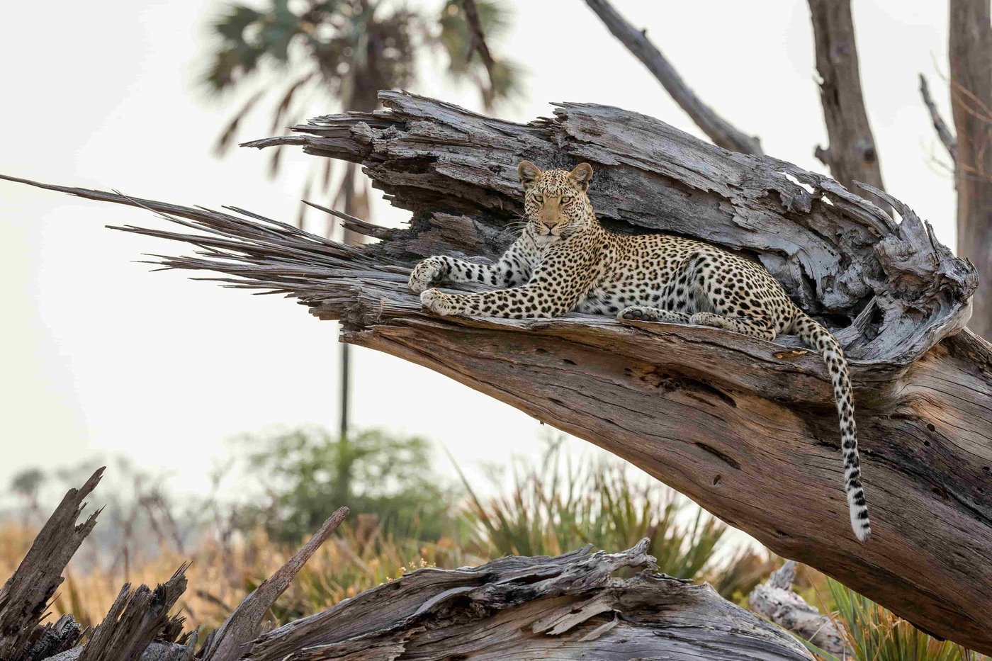 A leopard resting in a split dead tree in the Qorokwe Camp concession