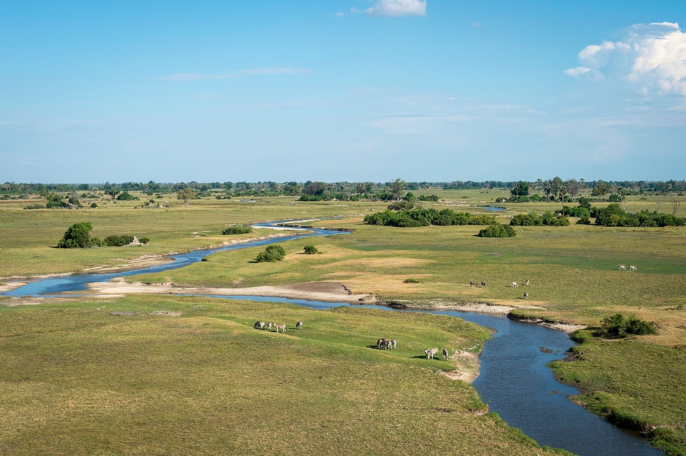 Zebra graze beside a winding channel across the Qorokwe Camp floodplains, from the air