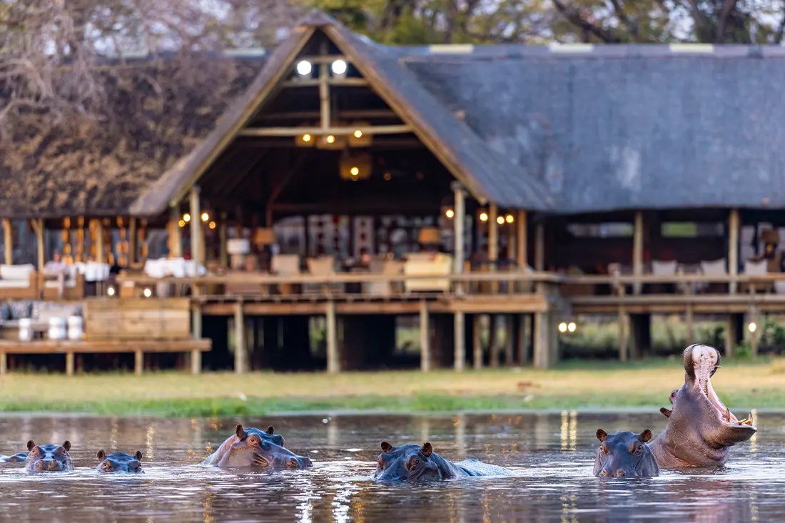 Hippos surface in the lagoon in front of Sable Alley's thatched main lodge, north-east of Moremi
