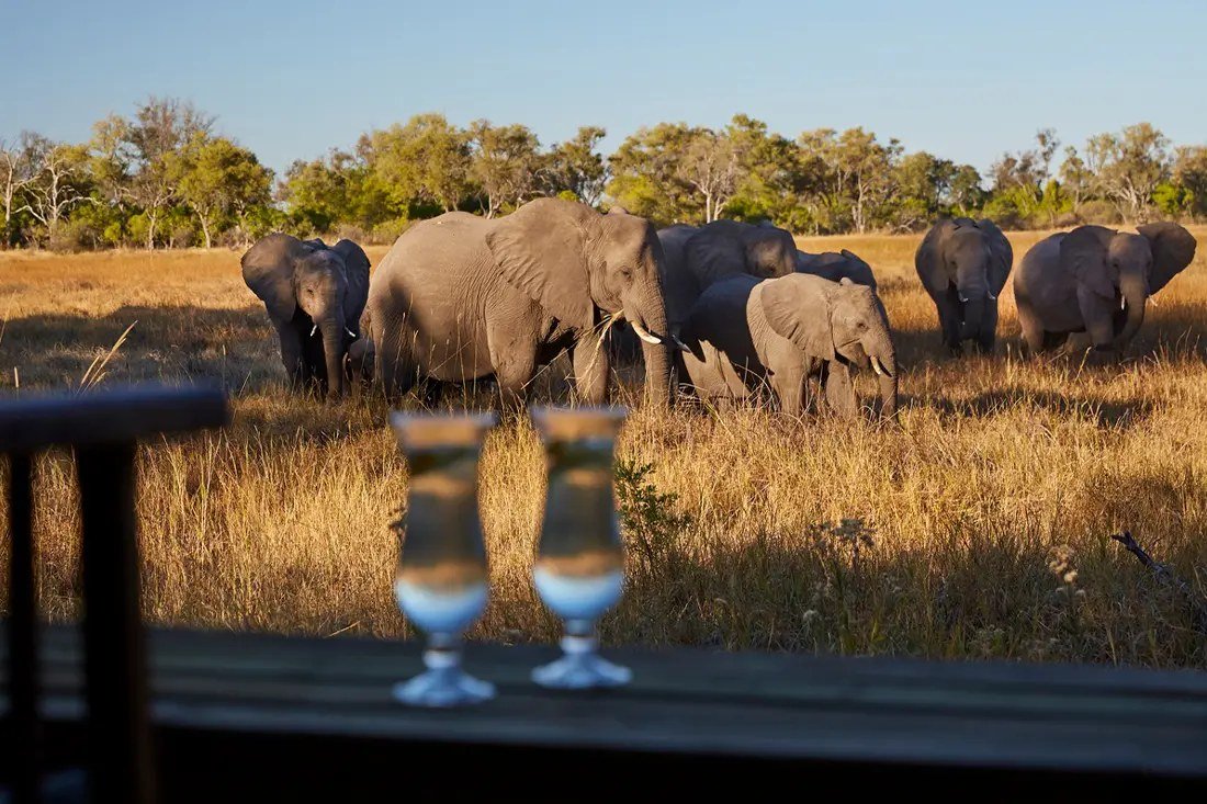 Elephants graze in golden grass beyond the deck rail at Sable Alley