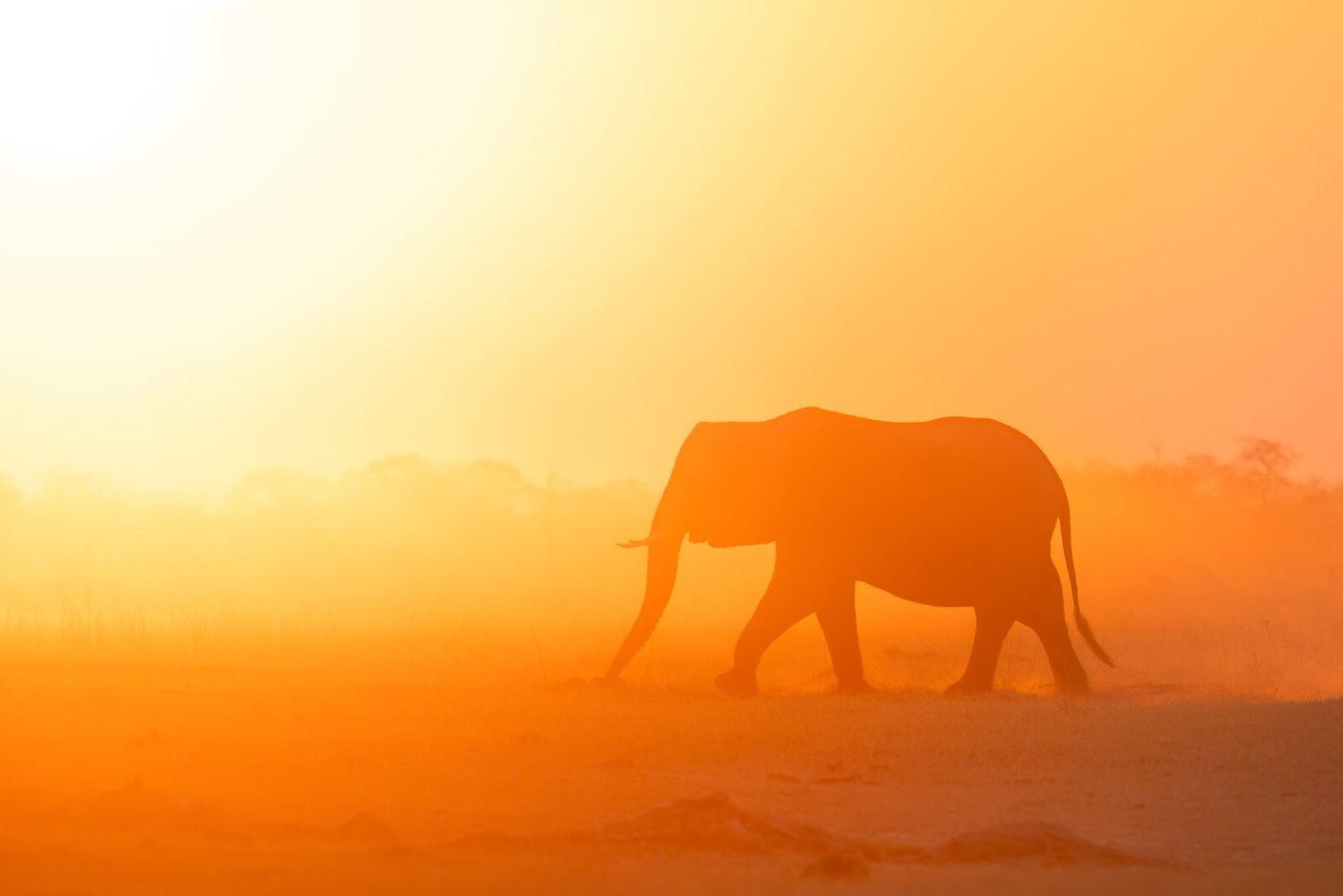 An elephant crossing dusty grassland at sunset on a Sediba Sa Rona game drive