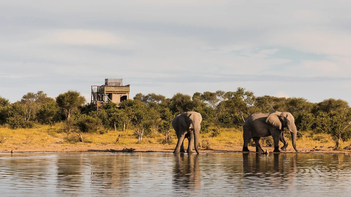 Two elephants drink at the waterhole below a Skybeds sleeping tower, north-east of Moremi