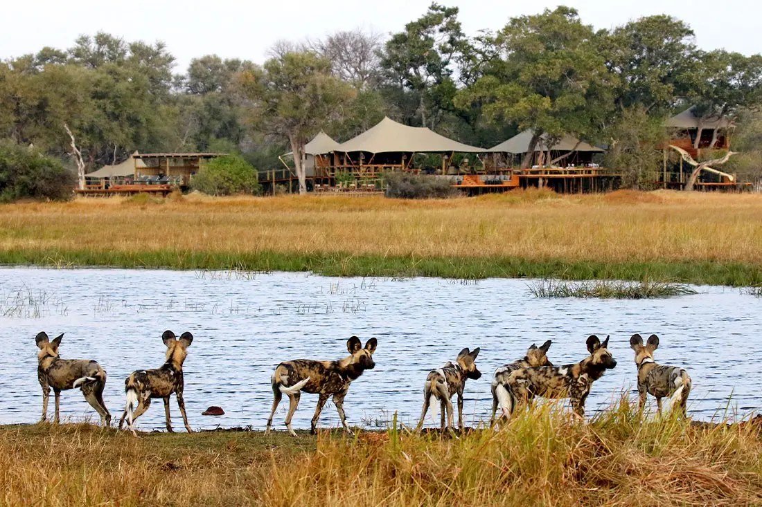 A pack of wild dogs stands at the water's edge with the Tuludi tents behind