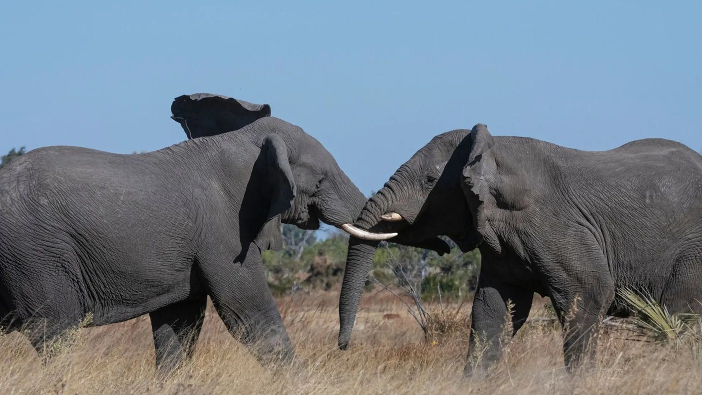 Two elephants touch trunks in the grassland near Xigera Safari Lodge