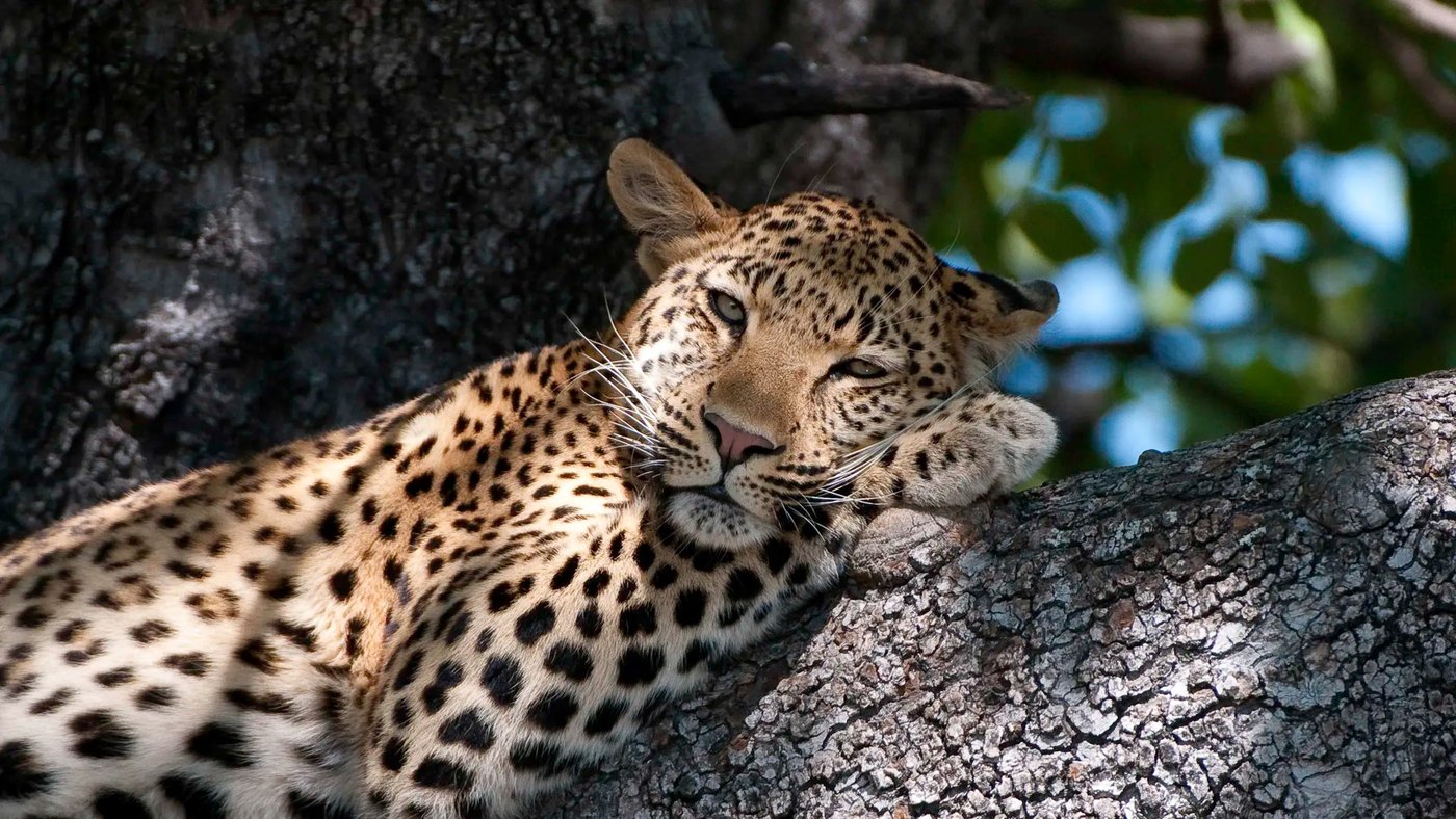 A leopard rests its head on a branch near Xigera Safari Lodge