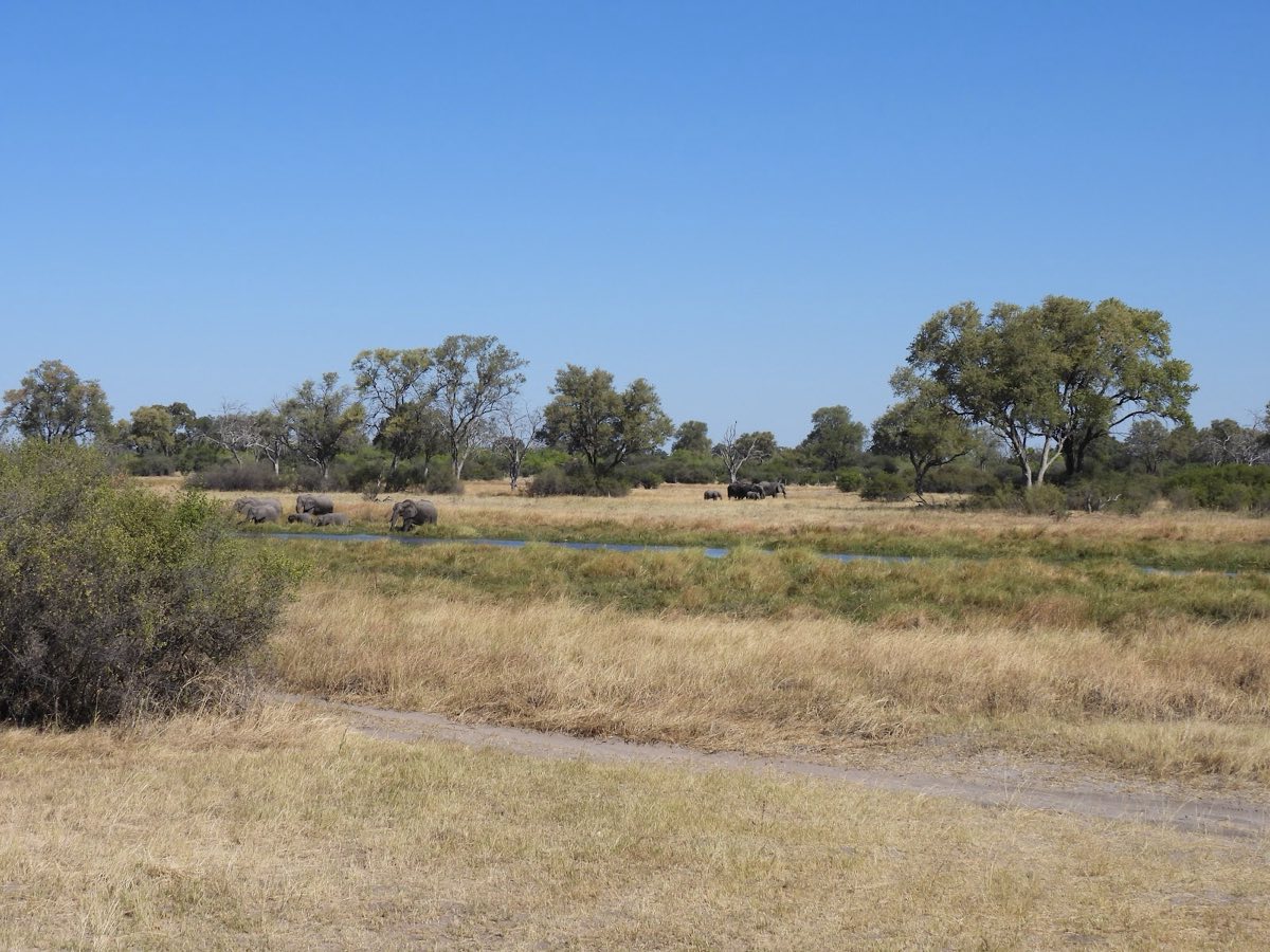 A flooded channel with elephants strung along the bank