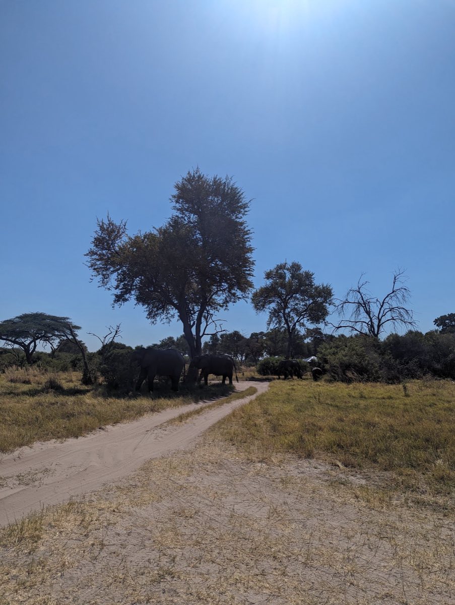 Elephants in the shade of a tree standing on the track itself