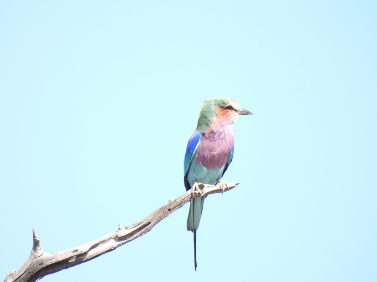 A lilac-breasted roller, one of the most common and most photographed birds in the park