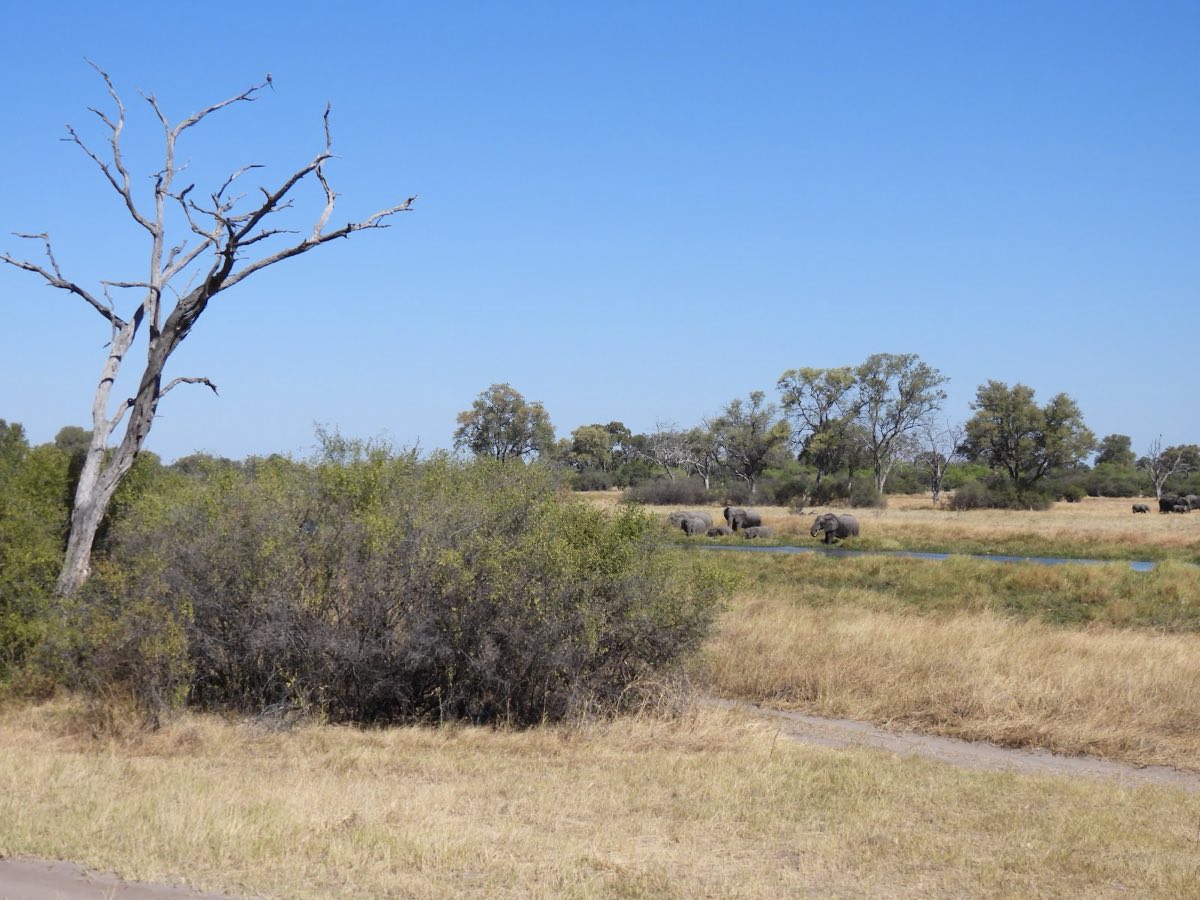 Floodplain edge with dead trees and a herd moving towards the water