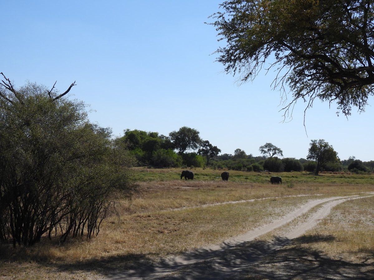 Elephants feeding right beside the two-track