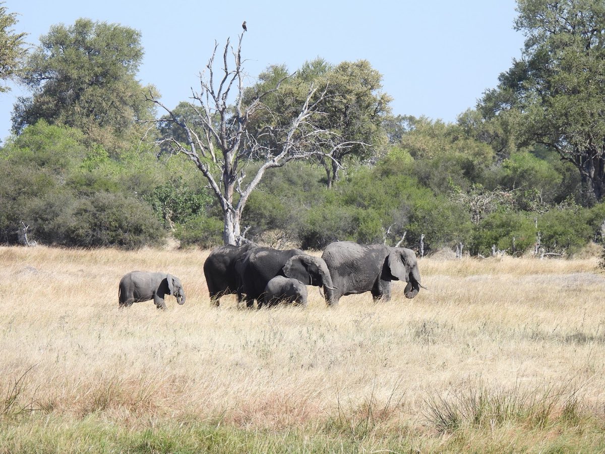A breeding herd files through tall dry grass past a dead tree