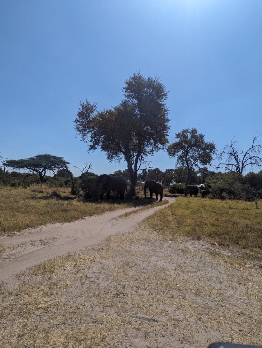 A sandy two-track curving through the floodplain grass, elephants grazing within metres of the route
