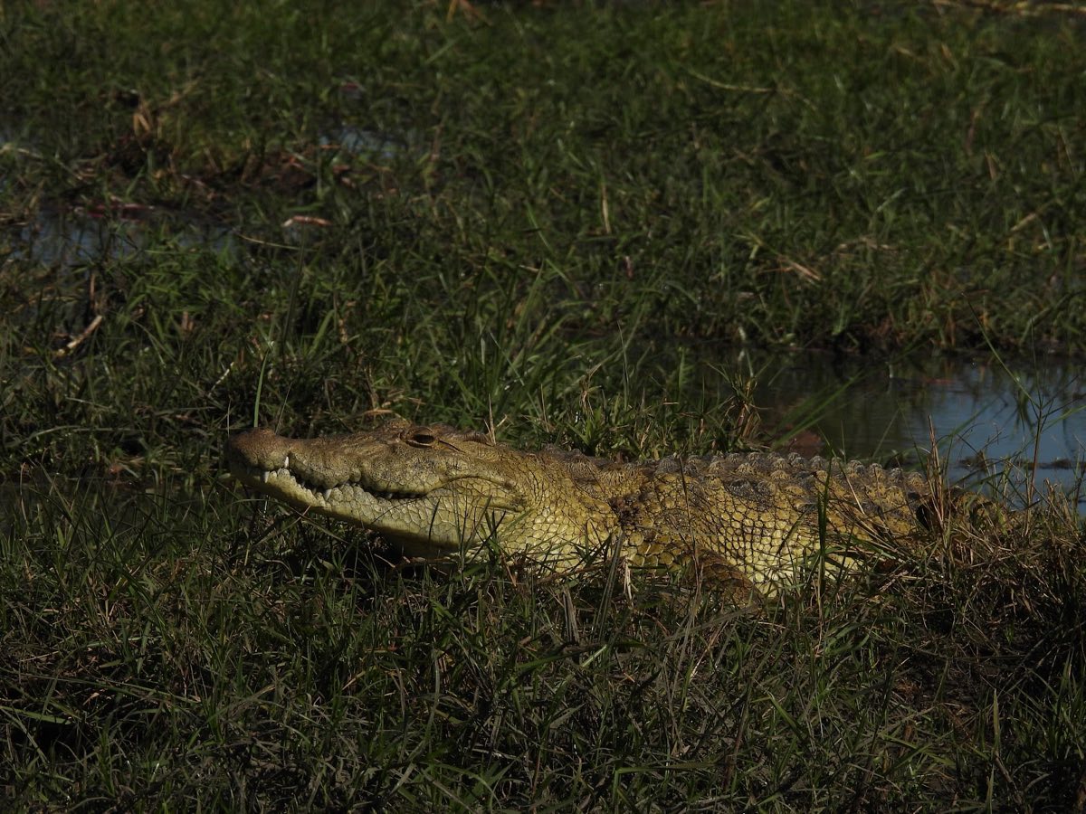 A crocodile hauled out on the channel bank