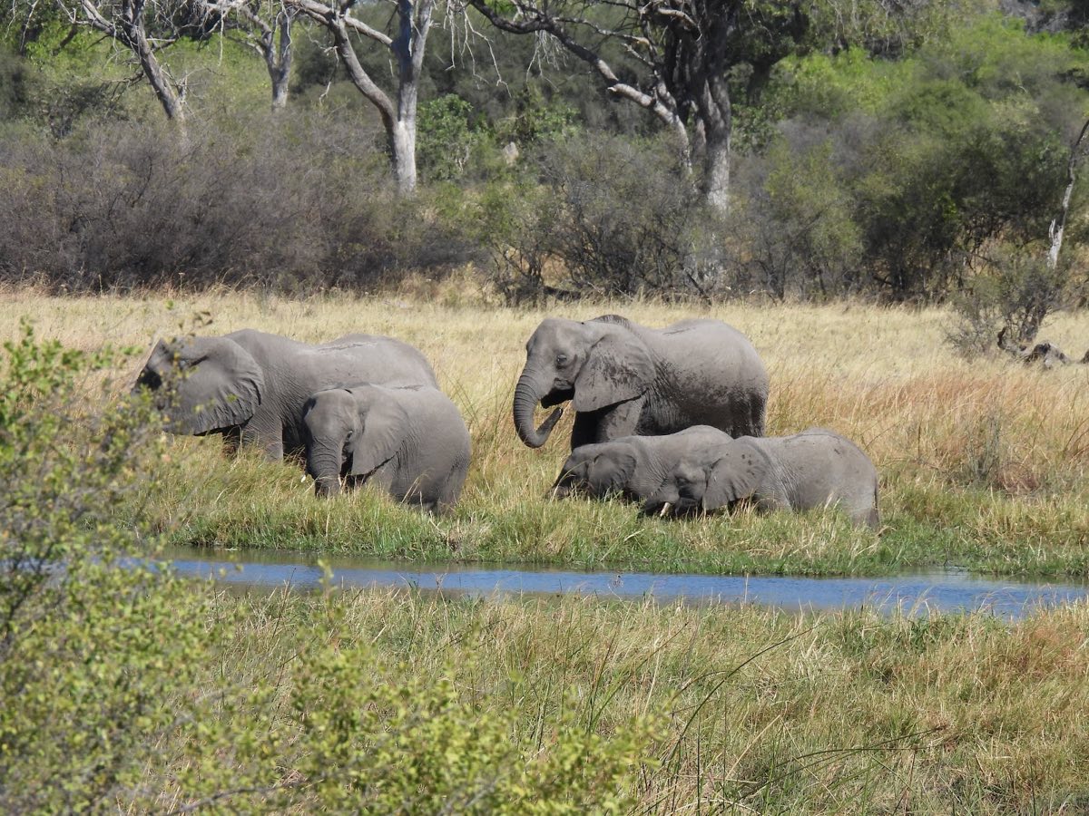 An elephant family feeding at a clear channel, the calves tucked between the adults