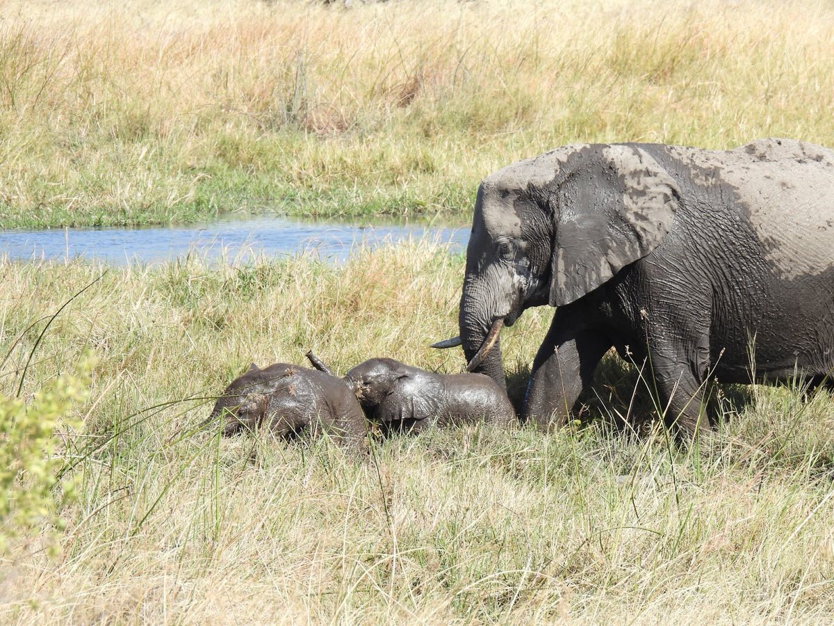 A cow with two mud-slick calves at the water's edge