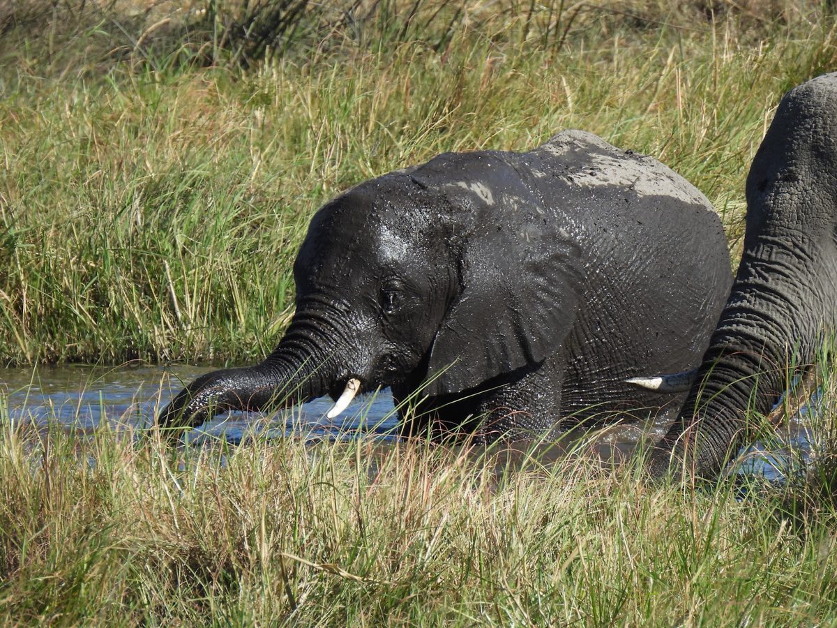 A young elephant, black with mud, drinking from the channel